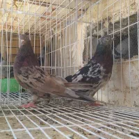 جفت هفت رنگ کشیده