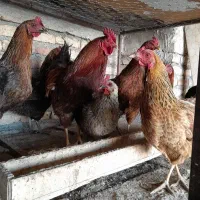 مرغ طبیعی خروس