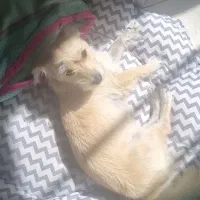 سگ  شیتزو تریر