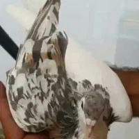 کفتر|پرنده|نیشابور, شهرک اندیشه|دیوار