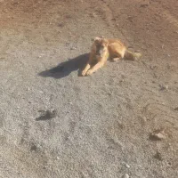 سگ گله|سگ|سمیرم, |دیوار