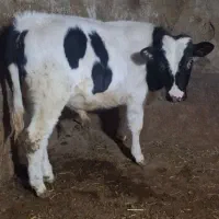 دو تا نر یدونه ماده سیمنتال