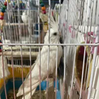 یک جفت عروس نژاد البینو