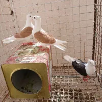 پشت دار دوکت زرد مفلق و سیاه