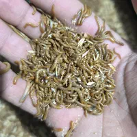 کرم میل ورم|لوازم جانبی حیوانات|شیراز, وصال|دیوار