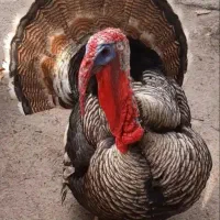 بوقلمون ماده در حال تخم و کرچ