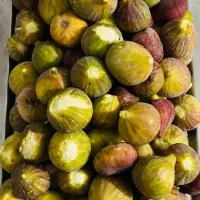 انجیر ژاپنی