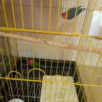 طوطی برزیلی عروس|پرنده|کلاردشت, |دیوار