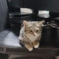 واگذاری گربه|گربه|بیرجند, |دیوار