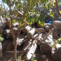 تعدادی درخت سالم و کهنه برای فروش|مصالح و تجهیزات ساختمان|خلخال, |دیوار