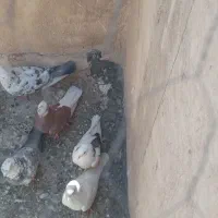 کفتر|پرنده|تهران, عبدل‌آباد|دیوار