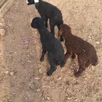 بره شیری افشار و شال صدرصد دوقلوزا