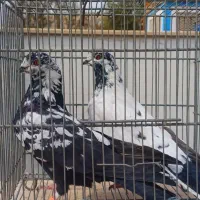 کبوتر