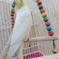 عروس هلندی|پرنده|آباده, |دیوار