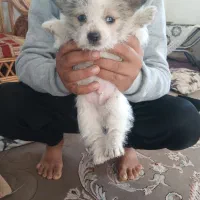 سگ پاکوتاه عروسک