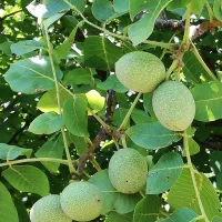 ارائه نهال گردو چندلر پیوندی