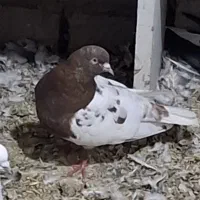 فروش کبوتر ماده