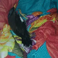 جوجه مینا نر رام و چلوندنی|پرنده|تهران, کیانشهر|دیوار