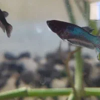 تنگ ماهی بتا(فایتر)|ماهی|مشهد, کوثر|دیوار