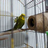 فروش فوری ۸جفت مرغ عشق