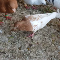 سلام کله زرد نر بی کاکل درجه یک