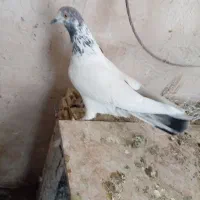 کبوتر کاشونی|پرنده|شهرضا, |دیوار