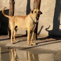 سگ سرابی سایز دار