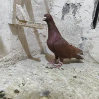 تبعیدی  کلاغ سرخ پلنگ سار