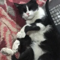 واگذاری گربه ماده خانگی|گربه|اصفهان, شهرک میلاد|دیوار