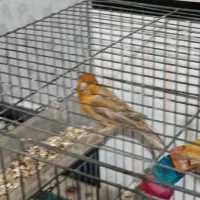 سلام قناری برا فروش|پرنده|شوش, |دیوار