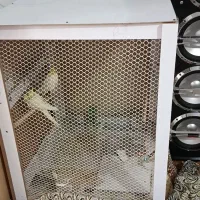 قفس چوبی کار گاهی