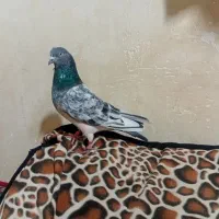 کبوترگرفته