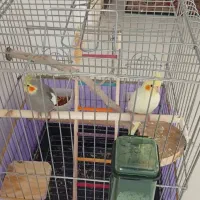 یه جفت عروس هلندی|پرنده|مشکین‌دشت, |دیوار