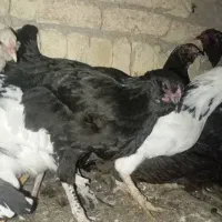 مر غ و جوجه گلین|حیوانات مزرعه|فارسان, |دیوار