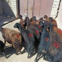 35راس گوسفند قزل افشار درجه یک همه آبستن|حیوانات مزرعه|لیلان, |دیوار