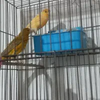 جفت قناری کار داده