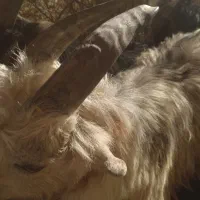 دوبر، بزغاله|حیوانات مزرعه|فریدونشهر, |دیوار