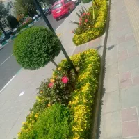 خدمات باغبانی ودرخت کاری کودهی هرسکاری تمام پردیس|خدمات باغبانی و درختکاری|پردیس, شهرک صنعتی خرمدشت فاز ۷|دیوار