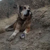 سگ نگهبان|سگ|خلخال, |دیوار