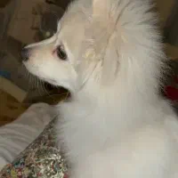 پامر اشپیدز ۶ ماهه - با وسایل کامل