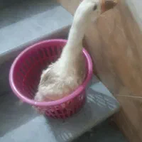 مرغابی اردک|حیوانات مزرعه|شیراز, پانصد دستگاه ارتش|دیوار