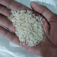 برنج فجر سوزنی