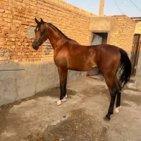 اسب اشکذر یزد