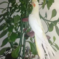عروس هلندی|پرنده|اصفهان, خانه اصفهان|دیوار