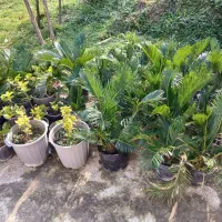 سیکاس وآواکادو|گل و گیاه طبیعی|شیرود, |دیوار