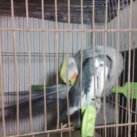 عروس هلندی|پرنده|اقبالیه, |دیوار