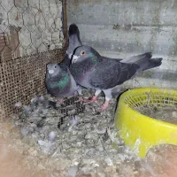 کفتر مسافتی|پرنده|گنبد کاووس, |دیوار