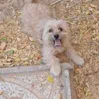 سگ پاکوتاه|سگ|اسفراین, |دیوار