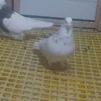 طوقی نرکرم خال قهوه ای|پرنده|فولادشهر, مسکن مهر فولادشهر|دیوار