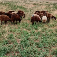 ۲۵ راس بره و توغلی نیم گوشت پای پروار|حیوانات مزرعه|اردبیل, |دیوار